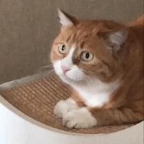 假面骑士骂人表情包,表情包怼人不失礼貌