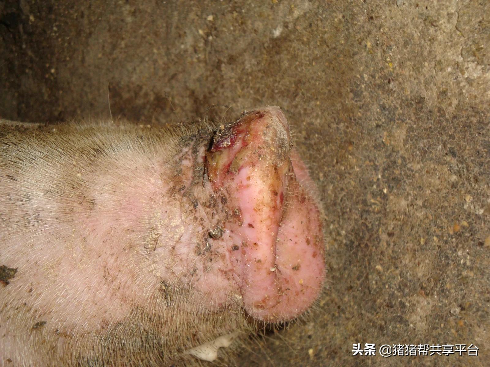 口蹄疫的中药处理方法总结