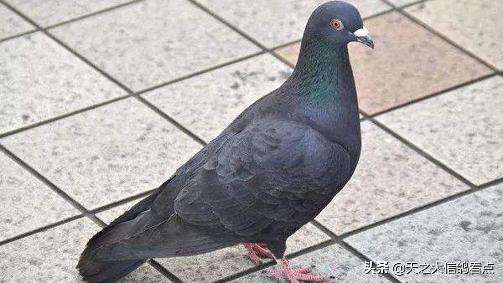 防止赛鸽主羽脱落的四种技巧,赛鸽怎样去羽虱