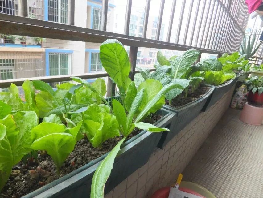 没时间、没经验的阳台种菜者，统统看过来，台长为你提供解决方案