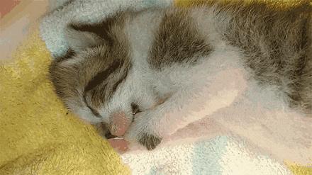 猫咪原来也会做梦,猫会做梦梦到主人吗