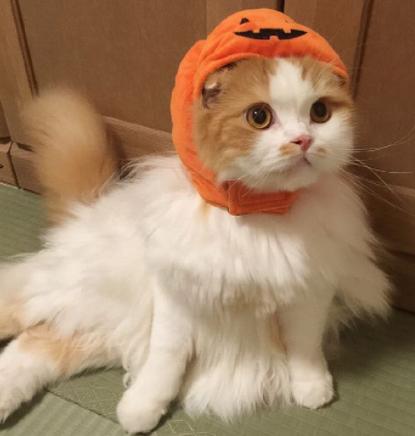 猫难养吗,猫难养么