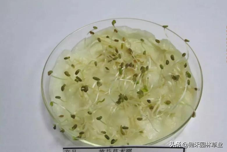 适合盐碱地的植物有哪些,绿化草耐旱品种