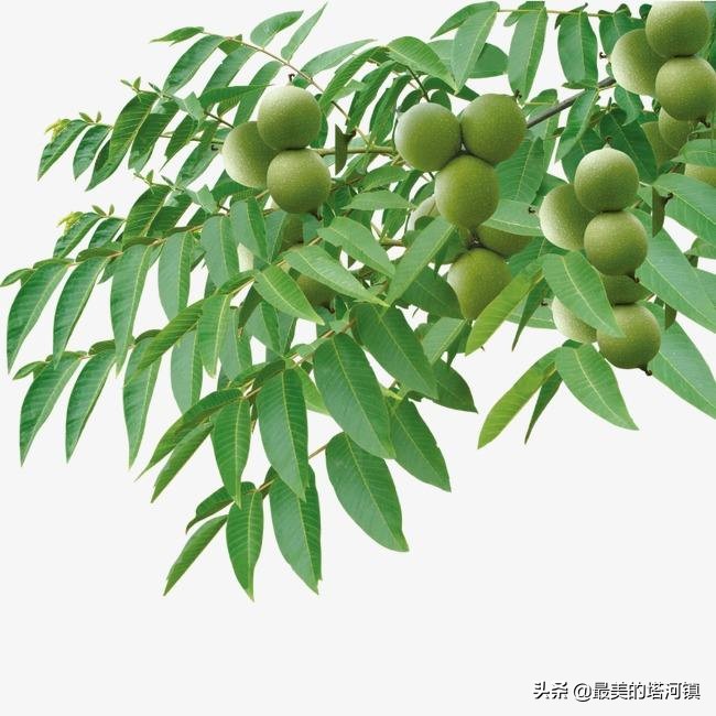 清香核桃的管理与修剪有哪些注意的？