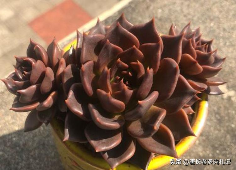 多肉黑王子哪个品种好,多肉黑王子该怎么养呢