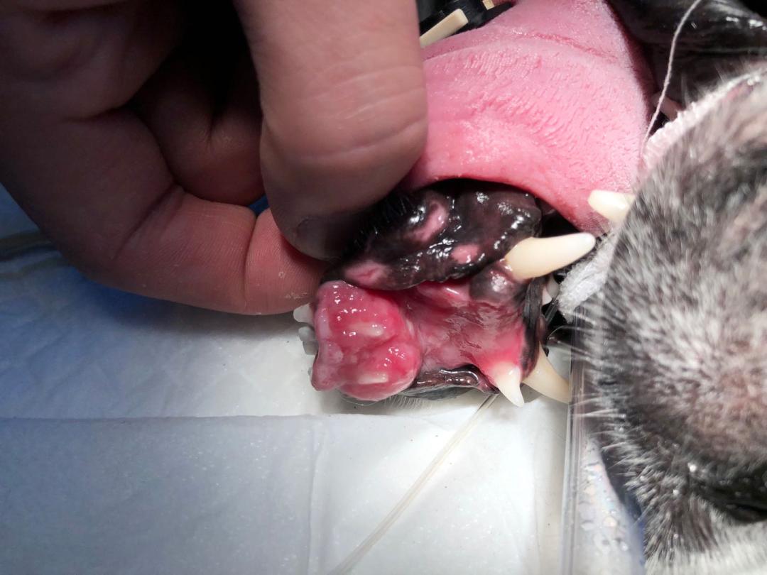 狗狗身上有肿块起脓是怎么回事,如果狗狗身上有虫子怎么办