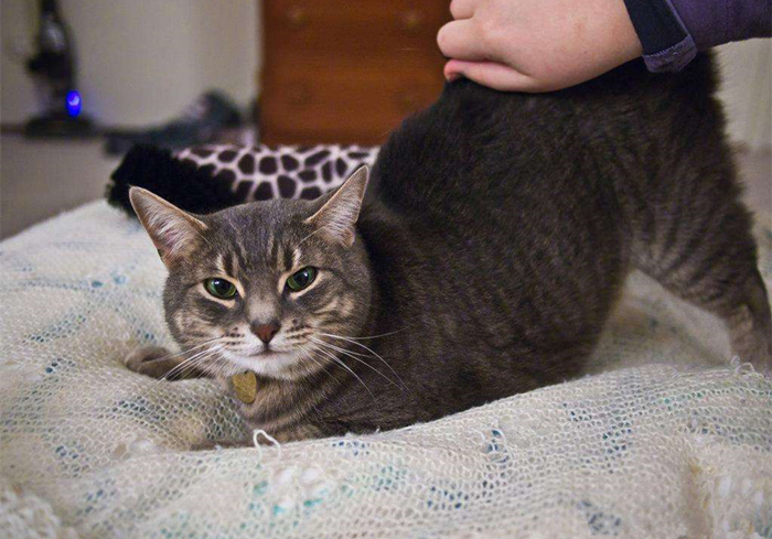 猫咪乱拉乱尿要去绝育吗,猫咪报复你的几个表现