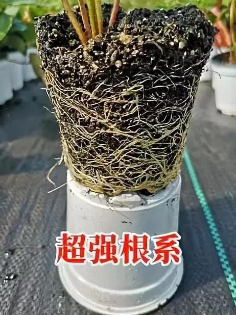 春天买盆小苗苗，嘟噜嘟噜直结果，吃完一茬又一茬