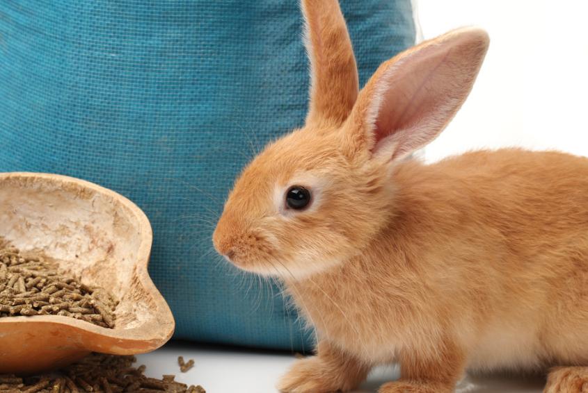 兔子球虫病在哪里买药,兔子球虫疫苗去哪里买