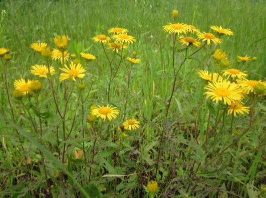 这些植物都是中药，你知道吗？