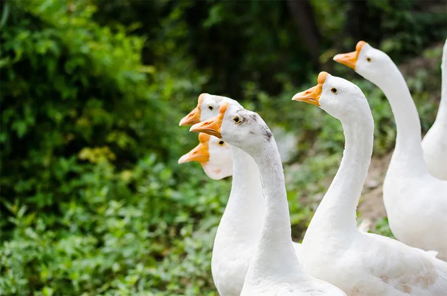幼儿园古诗配水墨画大全简单,水墨诗配画简单儿童