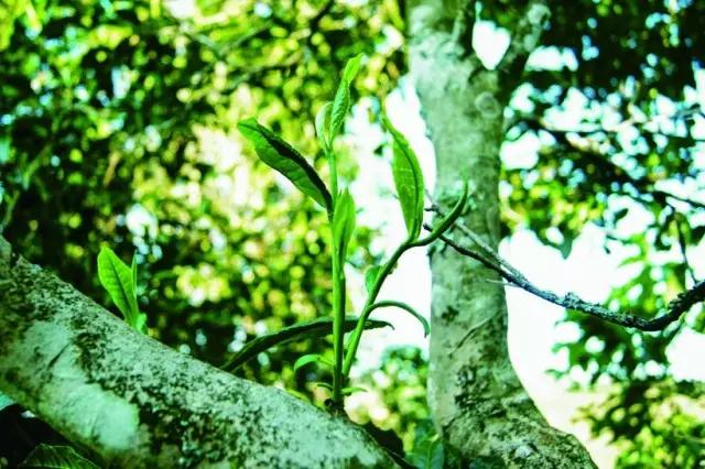 习茶|用纯料古树茶做普洱熟茶?任性