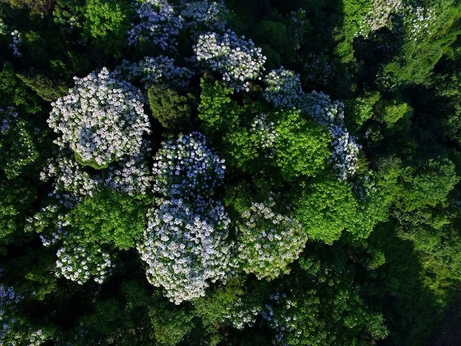 隐世原乡，又见桐花开。