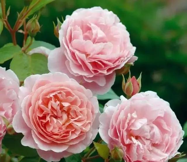 100种玫瑰花品种大全,玫瑰花有哪些品种大全