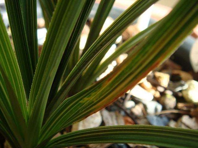 蝴蝶兰叶子发黄是啥原因,蝴蝶兰叶子发黄是什么原因