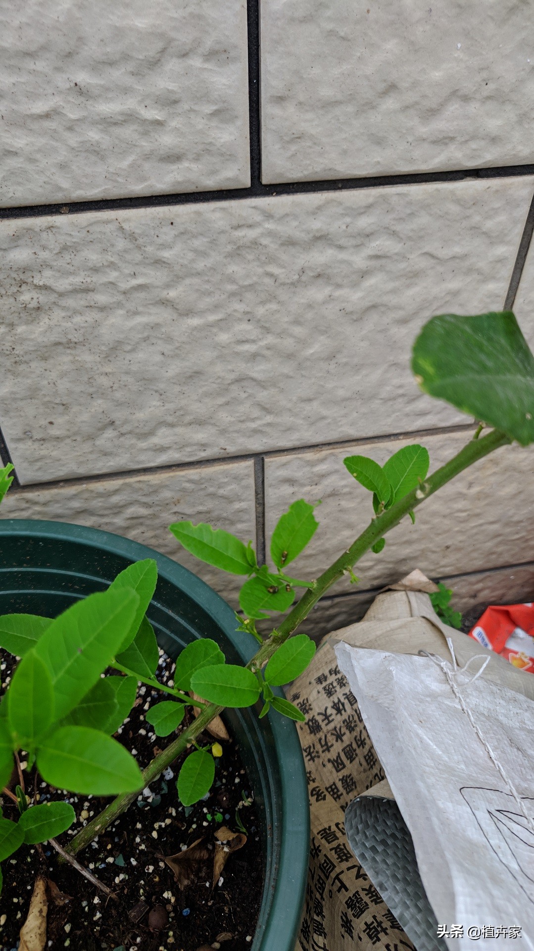 柠檬树上长虫子什么方法最有效,柠檬上长的菌