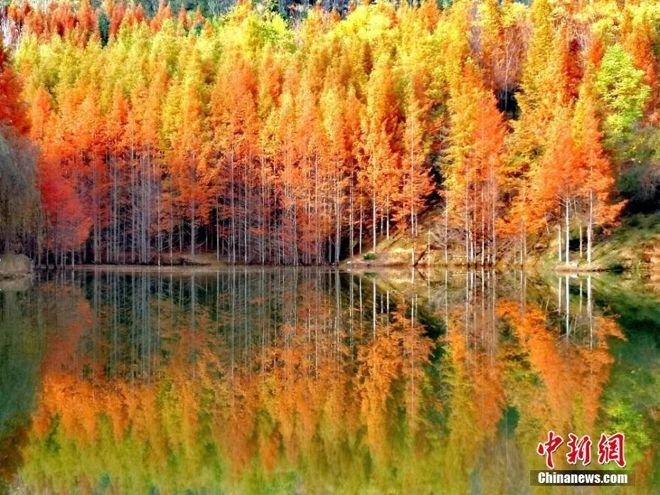 今日白露秋意渐浓,今日白露美句美文