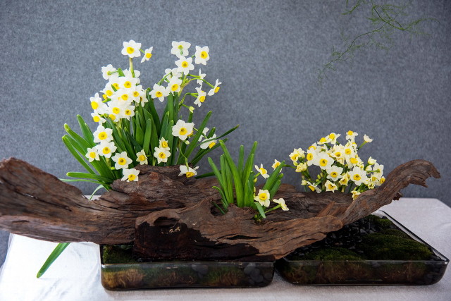 喜欢“水中花”就养这4种,一年四季有花赏,个个都很“仙”