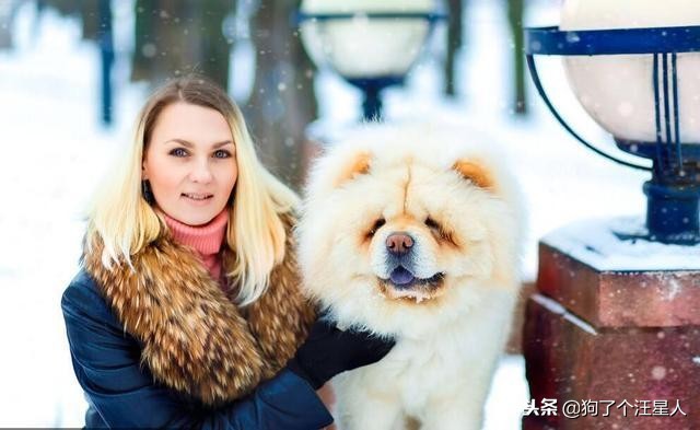 松狮犬优点和缺点分析图,松狮犬最怕什么