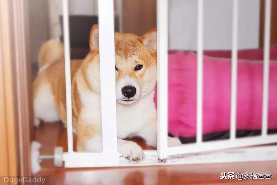 狗走姿是怎么学的,训练狗狗遛狗的正确方法