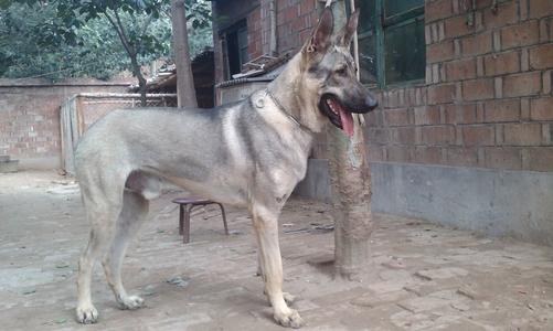 土狗哪一种土狗最好,土狗哪种狗比较好养