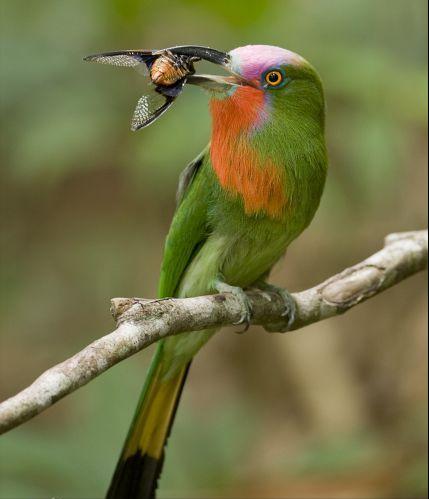 东江揽胜,惠州淡水常见鸟类图谱