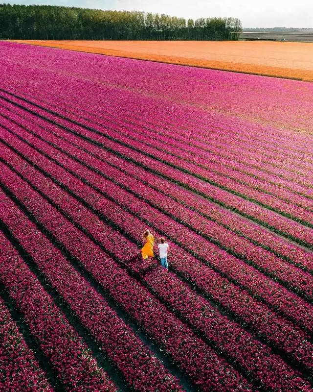 荷兰花海最值得一去的是哪里,荷兰最大花卉公园