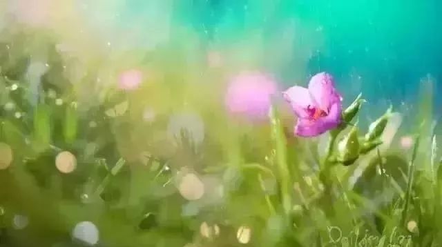 董卿十年全文,董卿阅读分享