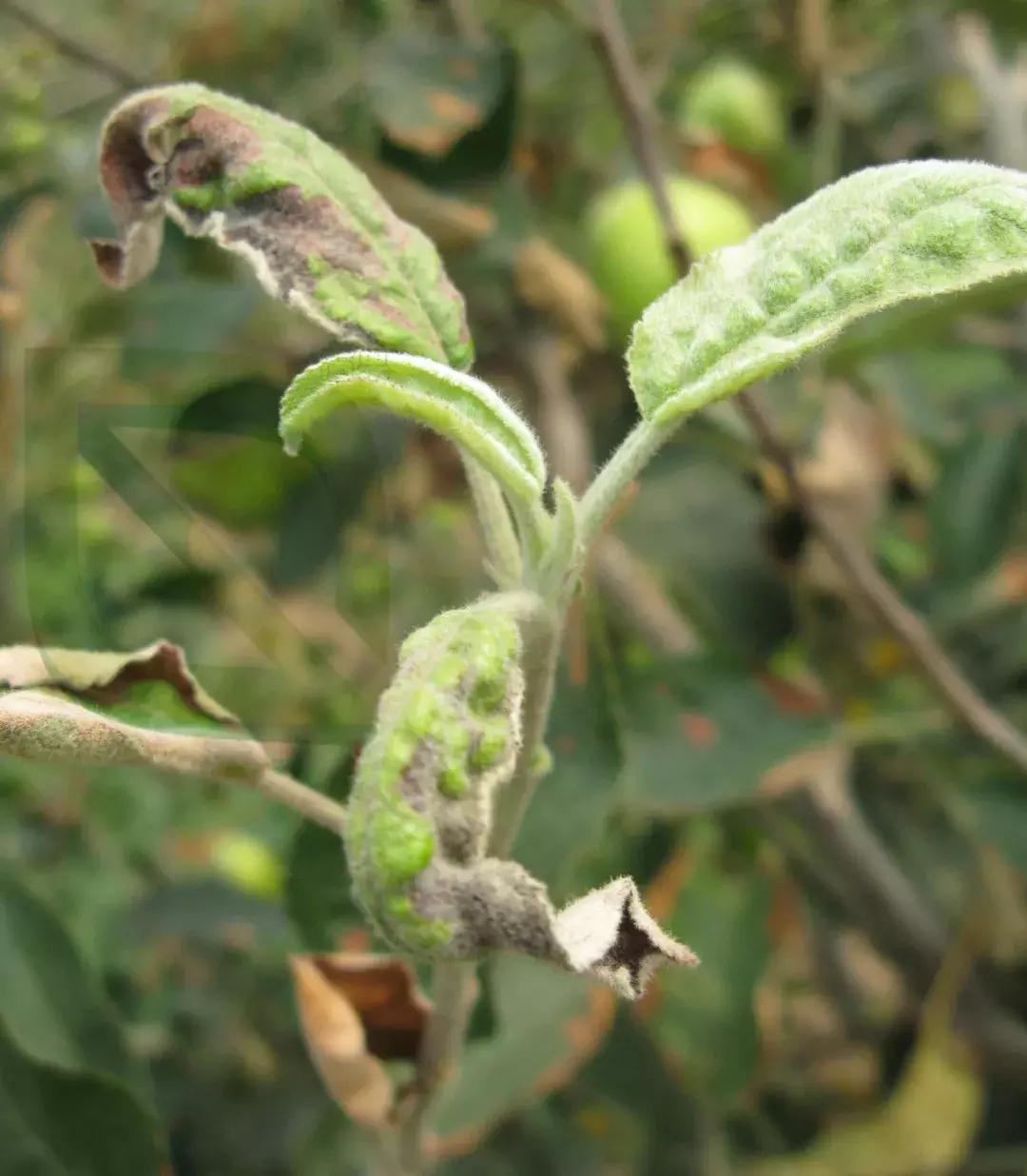 果树打了草铵膦怎么解药害,果树药害的补救措施