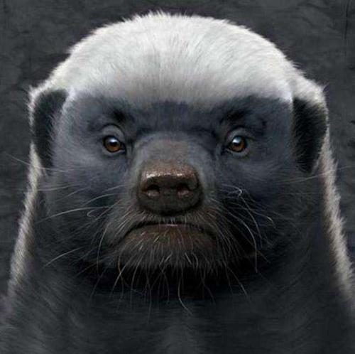 蜜獾平头哥发脾气,蜜獾平头哥对人友好吗