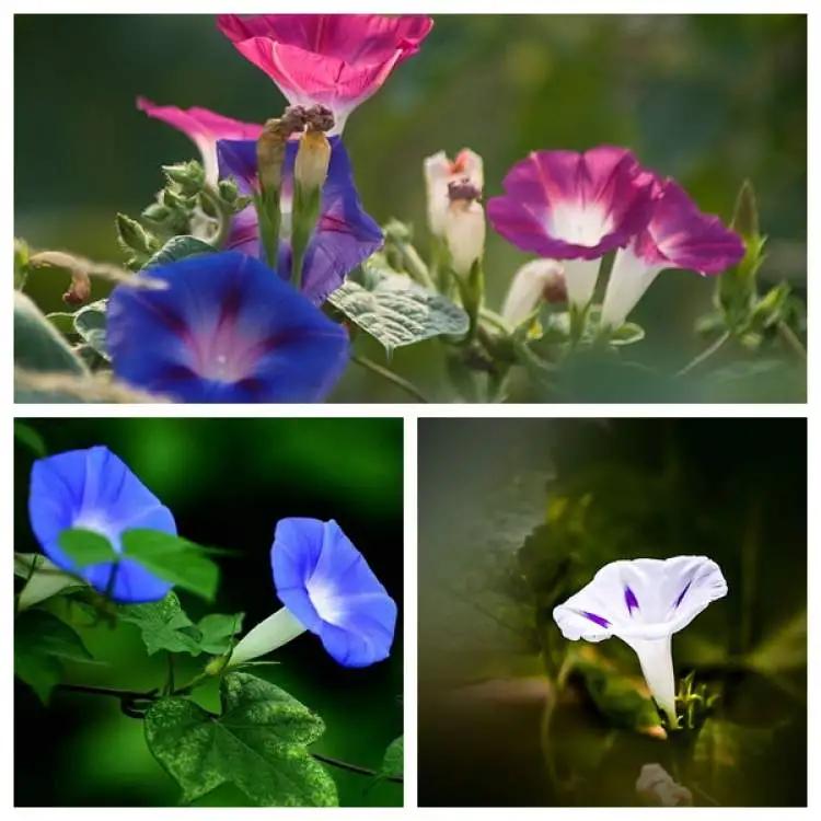 顽强的花全文,轨道边盛开了生命力顽强的喇叭花