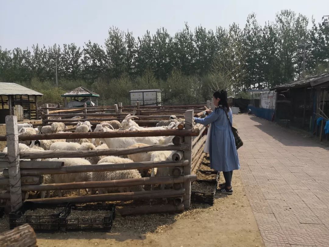 打卡北京紫谷伊甸园虞美人花海,通州看花的景点推荐免费