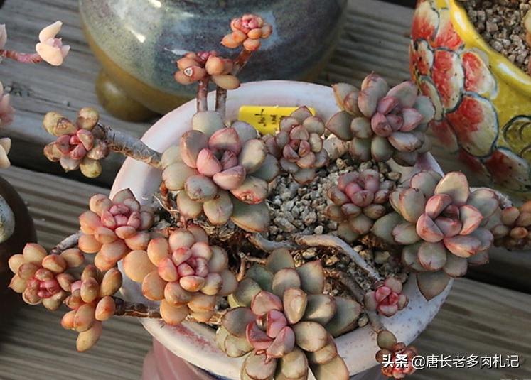 葡萄多肉怎么养才能爆侧芽,多肉葡萄的养护和繁殖方法视频