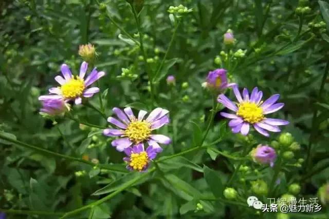 新乡故事：你是不是傻傻地把这些花都叫做野菊花？