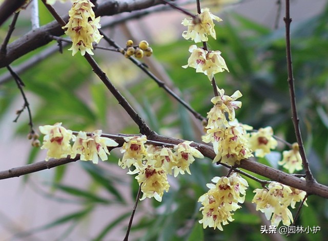 腊梅与梅花是一种花吗为什么,梅花和腊梅是不是一种植物