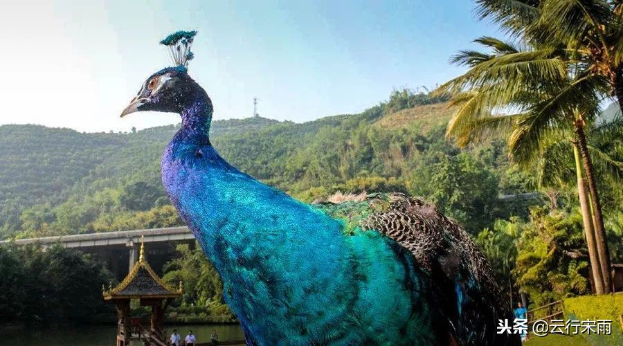 八天七夜云南旅游,八天七夜旅游云南