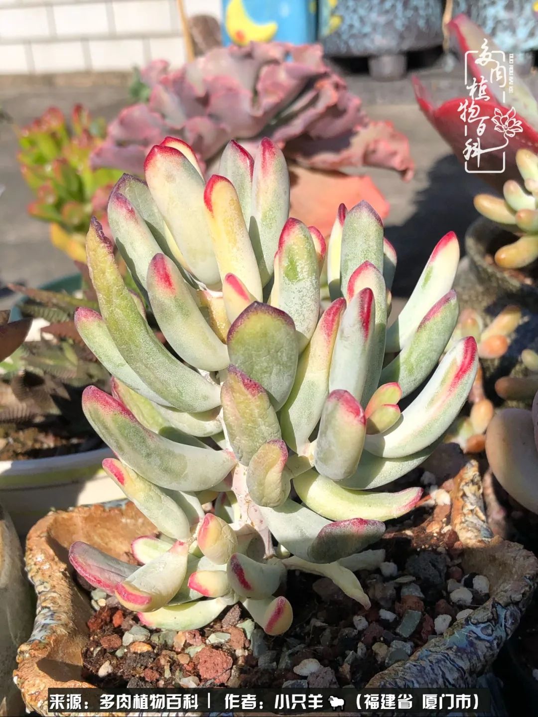 多肉像葡萄一样,多肉像铃兰一样