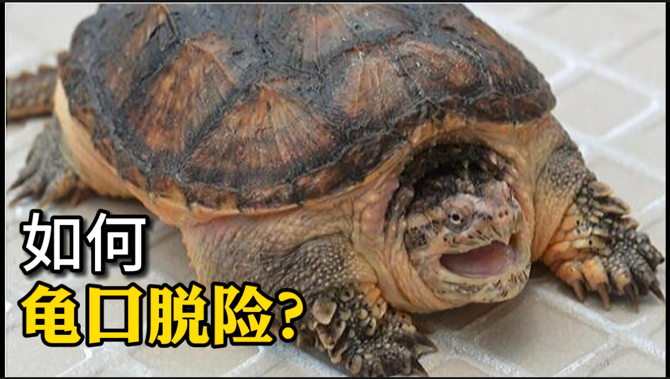 龟壳被咬破了怎么处理,被龟咬了不松口怎么办