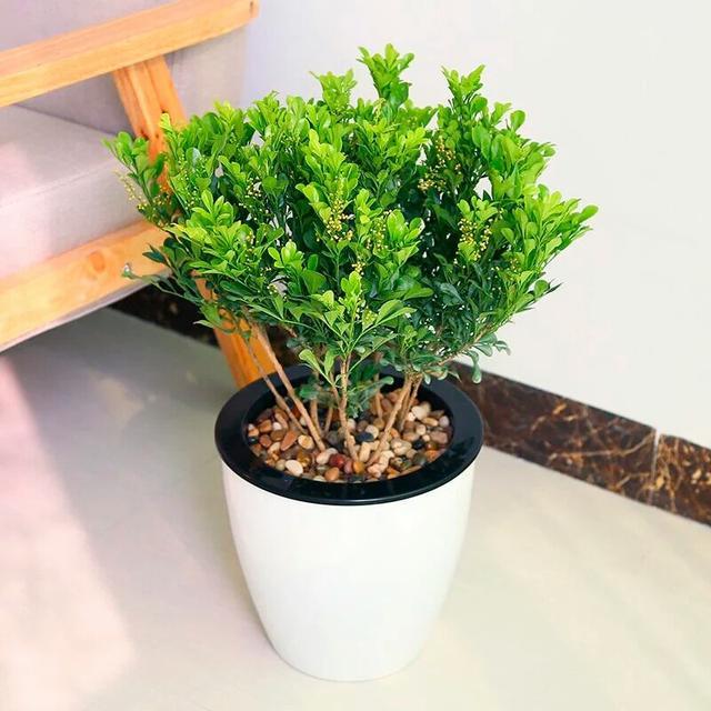 米兰花怎样养才能使它花更香些,米兰花怎样养才能开得更茂盛