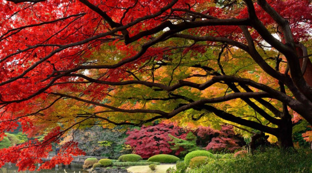 秋郊作诗词,秋意境优美古诗词