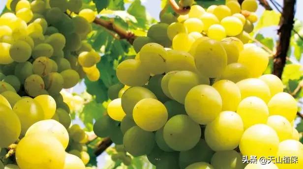 葡萄独龙干栽培技术视频,马斯卡彭葡萄怎么样栽培