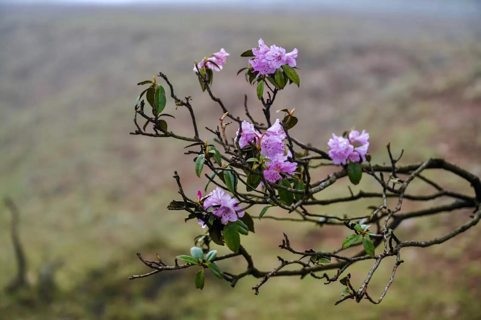 乌蒙大草原高山矮杜鹃,盘州市乌蒙大草原高山