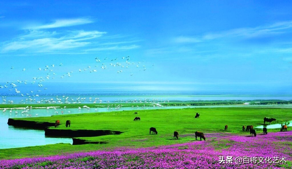 美文大兴安岭,美文油菜花