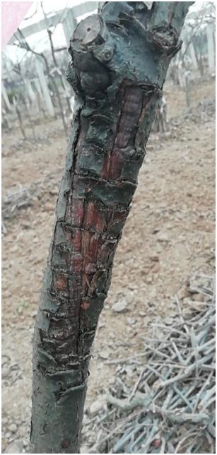 猕猴桃溃疡病什么时间防治,猕猴桃溃疡病治疗新技术