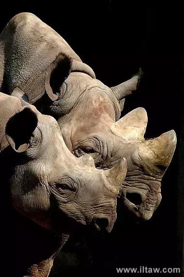 犀牛奇蹄目犀科动物,犀牛体格威猛是一种珍贵动物