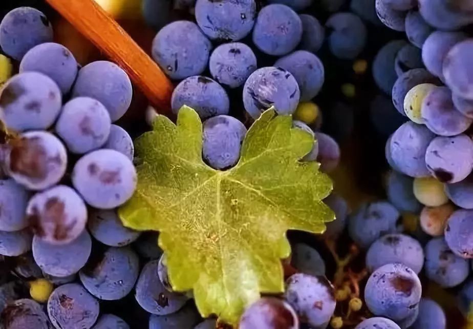 品丽珠赤霞珠,品丽珠代表酒水