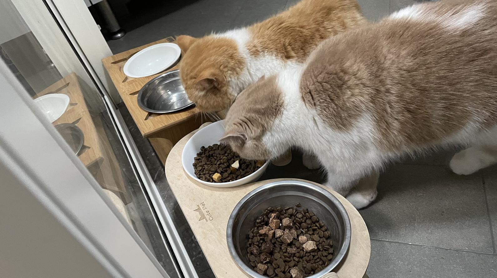 双11囤纯猫粮怎么囤,猫粮推荐排行榜双11