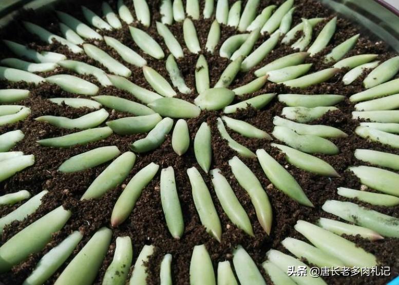 多肉千佛手小老桩,多肉千佛手老桩