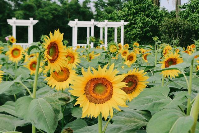广州南沙百万葵园,广州百万葵园景点图片大全
