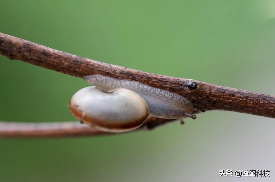 尼康z50mm2.8s微距,尼康z1052.8微距镜头
